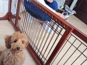 山梨県甲府市の犬の保育園もふ＆ふる