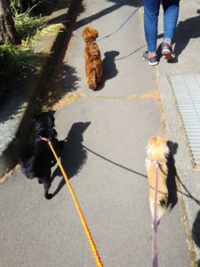 山梨県甲府市の犬の保育園もふ＆ふる