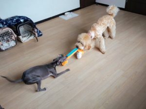 山梨県甲府市の犬の保育園もふ＆ふる