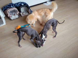 山梨県甲府市の犬の保育園もふ＆ふる