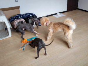 山梨県甲府市の犬の保育園もふ＆ふる