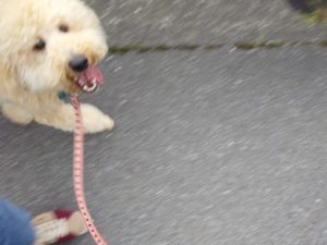 山梨県甲府市の犬の保育園もふ＆ふる