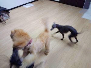 山梨県甲府市の犬の保育園もふ＆ふる