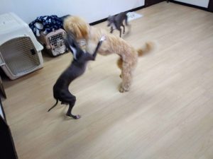 山梨県甲府市の犬の保育園もふ＆ふる