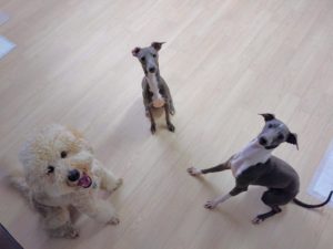 山梨県甲府市の犬の保育園もふ＆ふる