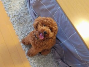 山梨県甲府市の犬の保育園もふ＆ふる