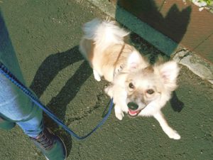 山梨県甲府市の犬の保育園もふ＆ふる　犬のしつけ　ドッグトレーニング
