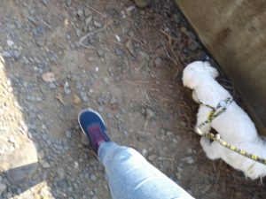 山梨県甲府市の犬の保育園もふ＆ふる　犬のしつけ　ドッグトレーニング