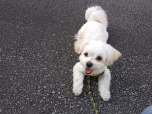 山梨県甲府市の犬の保育園もふ＆ふる　犬のしつけ　ドッグトレーニング