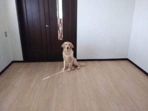 山梨県甲府市の犬の保育園もふ＆ふる　犬のしつけ　ドッグトレーニング