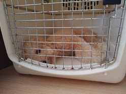 山梨県甲府市の犬の保育園もふ＆ふる　犬のしつけ　ドッグトレーニング