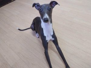 山梨県甲府市の犬の保育園もふ＆ふる　犬のしつけ　ドッグトレーニング