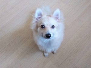 山梨県甲府市の犬の保育園もふ＆ふる　犬のしつけ　ドッグトレーニング
