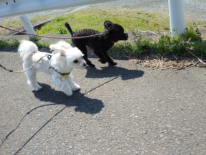 山梨県甲府市の犬の保育園もふ＆ふる　犬のしつけ　ドッグトレーニング