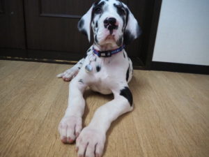 山梨県甲府市の犬の保育園もふ＆ふる　犬のしつけ　ドッグトレーニング