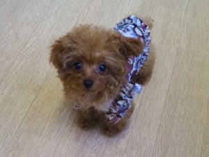 山梨県甲府市の犬の保育園もふ＆ふる　犬のしつけ　ドッグトレーニング