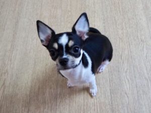 山梨県甲府市の犬の保育園もふ＆ふる　犬のしつけ　ドッグトレーニング