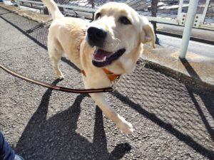 山梨県甲府市の犬の保育園もふ＆ふる　犬のしつけ　ドッグトレーニング