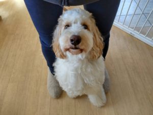 山梨県甲府市の犬の保育園もふ＆ふる　犬のしつけ　ドッグトレーニング