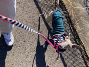 山梨県甲府市の犬の保育園もふ＆ふる　犬のしつけ　ドッグトレーニング