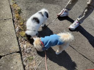 山梨県甲府市の犬の保育園もふ＆ふる　犬のしつけ　ドッグトレーニング