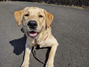 山梨県甲府市の犬の保育園もふ＆ふる　犬のしつけ　ドッグトレーニング