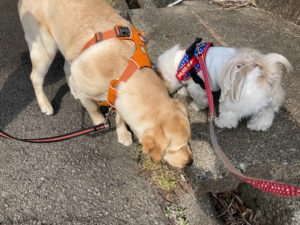 山梨県甲府市の犬の保育園もふ＆ふる　犬のしつけ　ドッグトレーニング