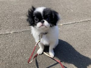 山梨県甲府市の犬の保育園もふ＆ふる　犬のしつけ　ドッグトレーニング