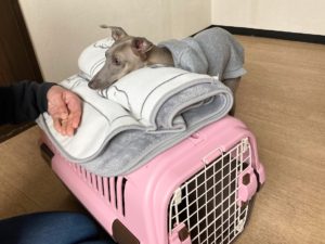 山梨県甲府市の犬の保育園もふ＆ふる　犬のしつけ　ドッグトレーニング