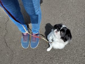山梨県甲府市の犬の保育園もふ＆ふる　犬のしつけ　ドッグトレーニング
