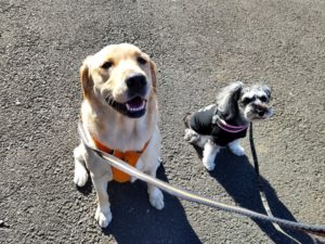 山梨県甲府市の犬の保育園もふ＆ふる　犬のしつけ　ドッグトレーニング