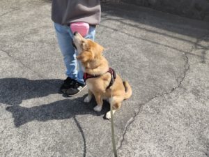 山梨県甲府市の犬の保育園もふ＆ふる　犬のしつけ　ドッグトレーニング