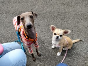 山梨県甲府市の犬の保育園もふ＆ふる　犬のしつけ　ドッグトレーニング