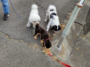 山梨県甲府市の犬の保育園もふ＆ふる　犬のしつけ　ドッグトレーニング