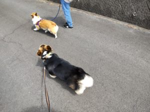 山梨県甲府市の犬の保育園もふ＆ふる　犬のしつけ　ドッグトレーニング