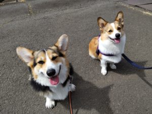山梨県甲府市の犬の保育園もふ＆ふる　犬のしつけ　ドッグトレーニング