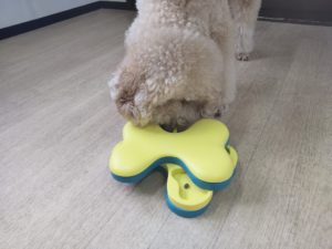 山梨県甲府市の犬の保育園もふ＆ふる　犬のしつけ　ドッグトレーニング