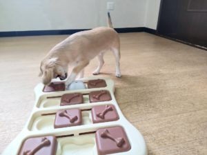 山梨県甲府市の犬の保育園もふ＆ふる　犬のしつけ　ドッグトレーニング