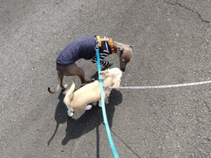 山梨県甲府市の犬の保育園もふ＆ふる　犬のしつけ　ドッグトレーニング