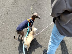 山梨県甲府市の犬の保育園もふ＆ふる　犬のしつけ　ドッグトレーニング