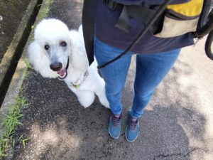 山梨県甲府市の犬の保育園もふ＆ふる　犬のしつけ　ドッグトレーニング