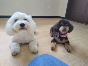 山梨県甲府市の犬の保育園もふ＆ふる　犬のしつけ　ドッグトレーニング