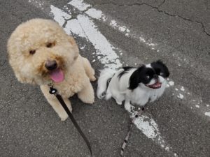 山梨県甲府市の犬の保育園もふ＆ふる　犬のしつけ　ドッグトレーニング