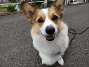 山梨県甲府市の犬の保育園もふ＆ふる　犬のしつけ　ドッグトレーニング