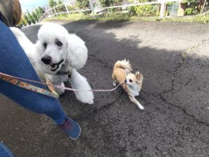 山梨県甲府市の犬の保育園もふ＆ふる　犬のしつけ　ドッグトレーニング