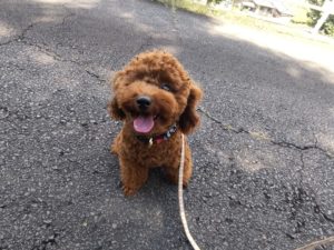 山梨県甲府市の犬の保育園もふ＆ふる　犬のしつけ　ドッグトレーニング