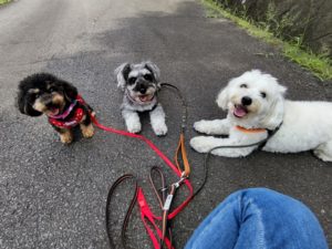 山梨県甲府市の犬の保育園もふ＆ふる　犬のしつけ　ドッグトレーニング