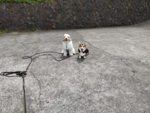 山梨県甲府市の犬の保育園もふ＆ふる　犬のしつけ　ドッグトレーニング