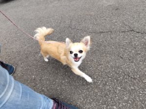 山梨県甲府市の犬の保育園もふ＆ふる　犬のしつけ　ドッグトレーニング