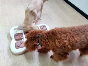 山梨県甲府市の犬の保育園もふ＆ふる　犬のしつけ　ドッグトレーニング